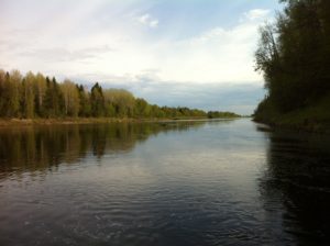 Река Куя (устье) в июне